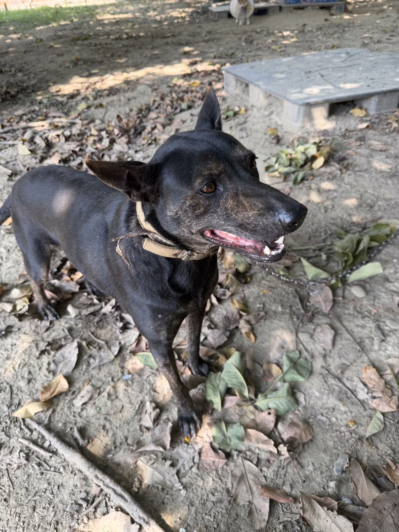 Black adult female mixed-breed dog, Medium, shelter no. …16-G