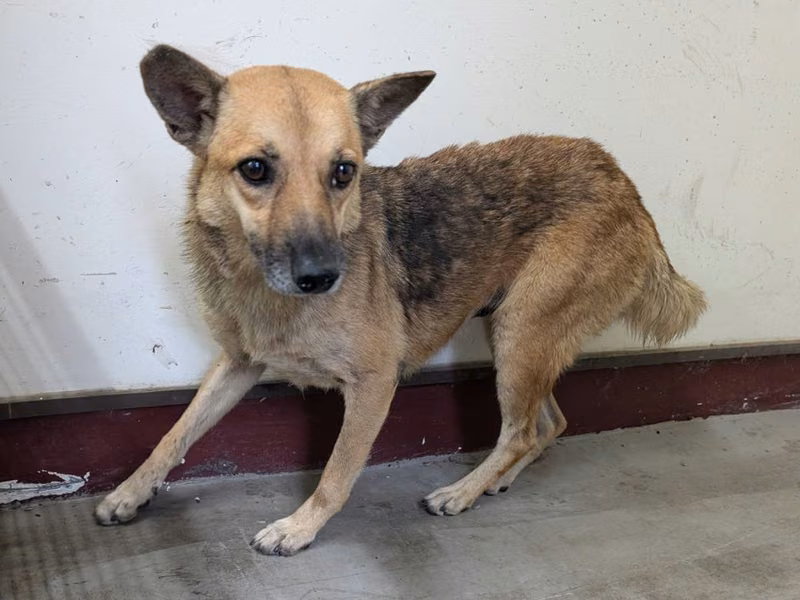 Tan adult female mixed-breed dog, Large, shelter no. …0909