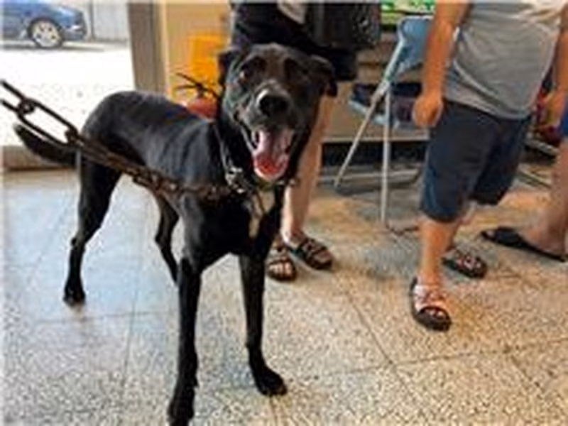 Black adult male mixed-breed dog, Medium, shelter no. …6012