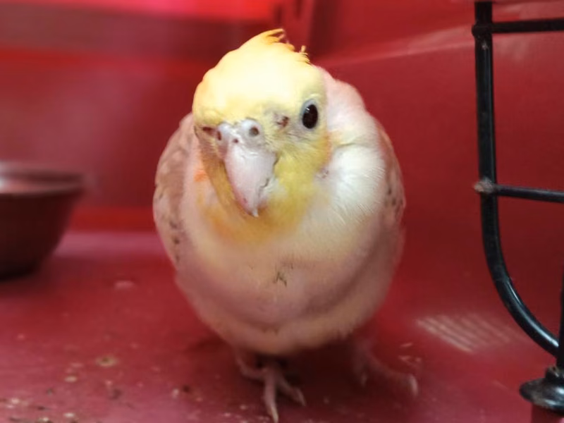 Tan-and-white adult 玄鳳鸚鵡, Small, shelter no. …8001