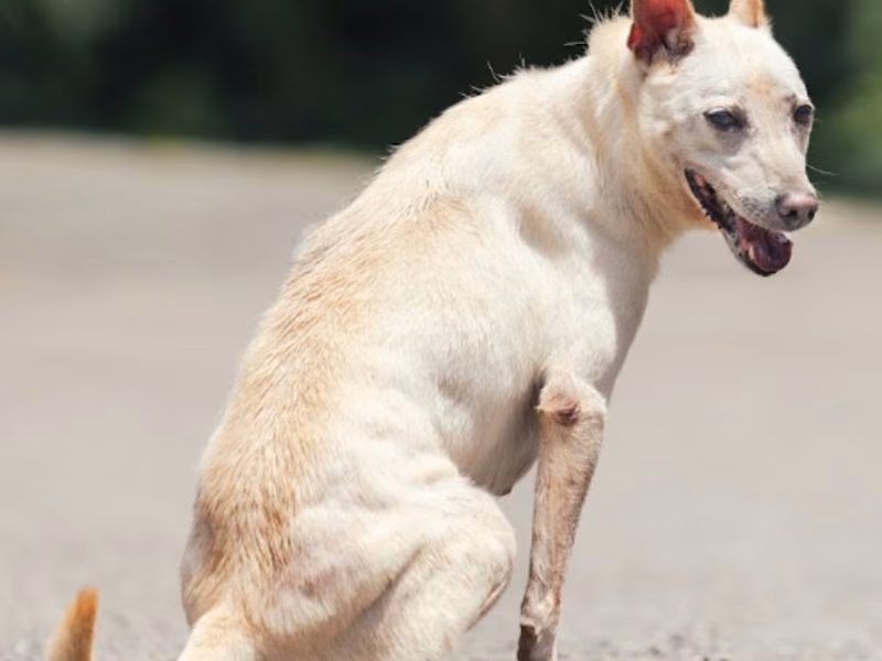 Cream adult female mixed-breed dog, Medium, shelter no. …1008