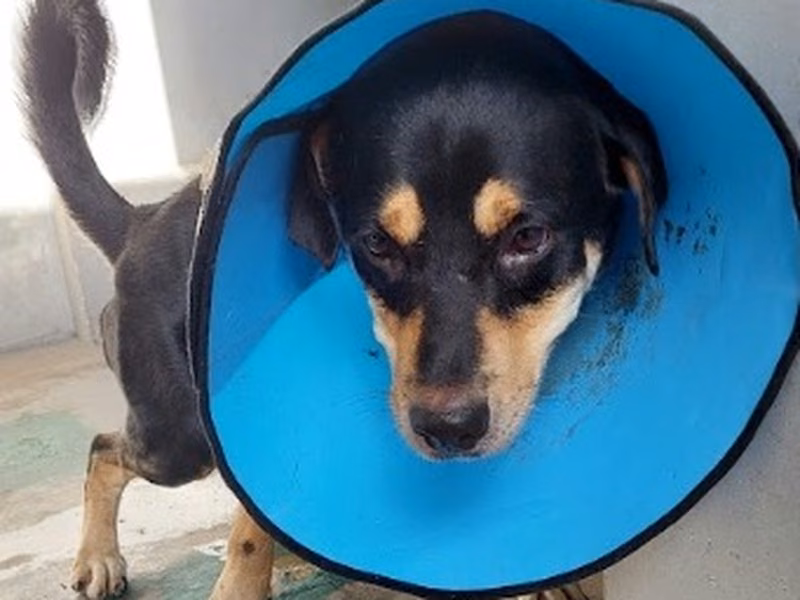 Black-and-tan adult male mixed-breed dog, Medium, shelter no. …6003