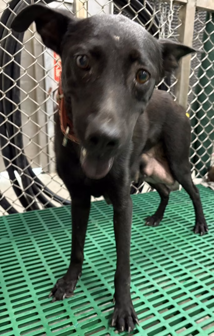 Black adult female mixed-breed dog, Medium, shelter no. …1004