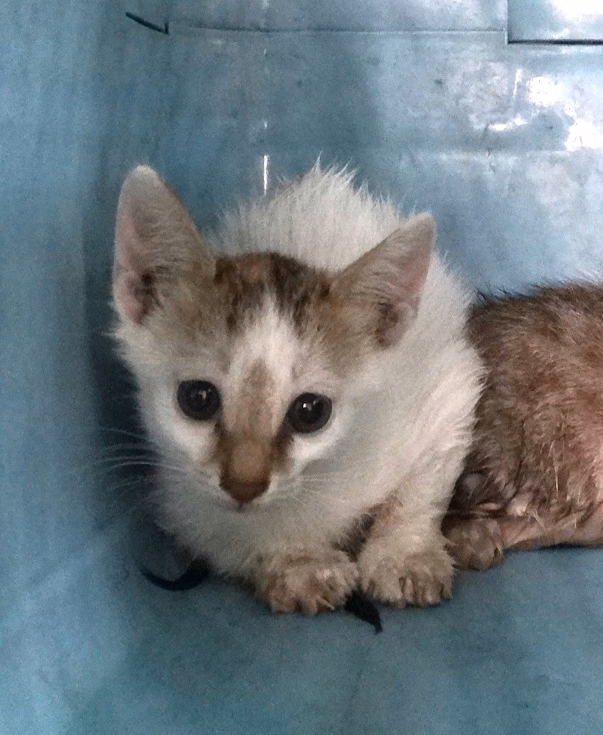 Tabby-and-white young mixed-breed cat, Medium, shelter no. …1550