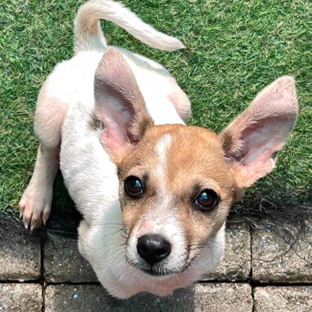 Brown-and-white young female mixed-breed dog, Small, shelter no. …8-02