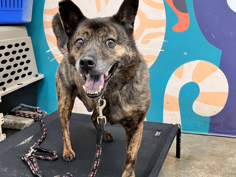 Tabby adult male mixed-breed dog, Medium, shelter no. …9002