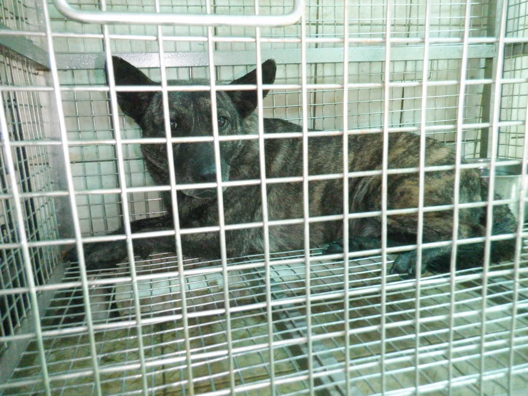 Tabby adult female mixed-breed dog, Medium, shelter no. …7858
