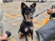 Tabby adult male mixed-breed dog, Medium, shelter no. …3002