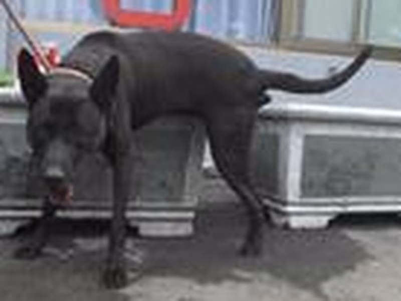 Black adult male mixed-breed dog, Medium, shelter no. …2302