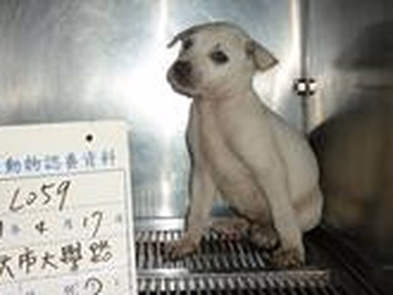 White male mixed-breed dog, Small, shelter no. …059D