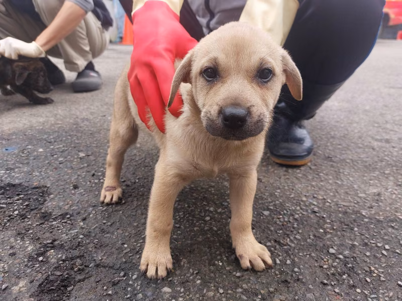 Tan young female mixed-breed dog, Medium, shelter no. …8002