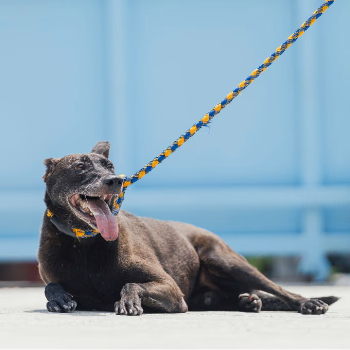 Black adult female mixed-breed dog, Small, shelter no. …4002