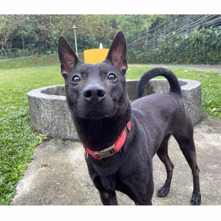 Black adult male mixed-breed dog, Medium, shelter no. …0204