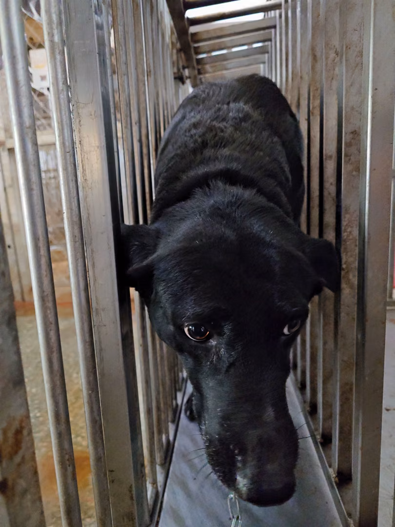 Black adult female mixed-breed dog, Medium, shelter no. …4-09