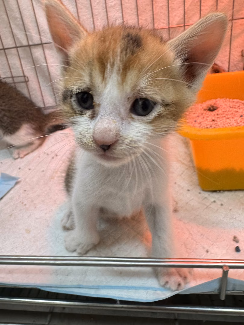 Calico young female mixed-breed cat, Small, shelter no. …4010