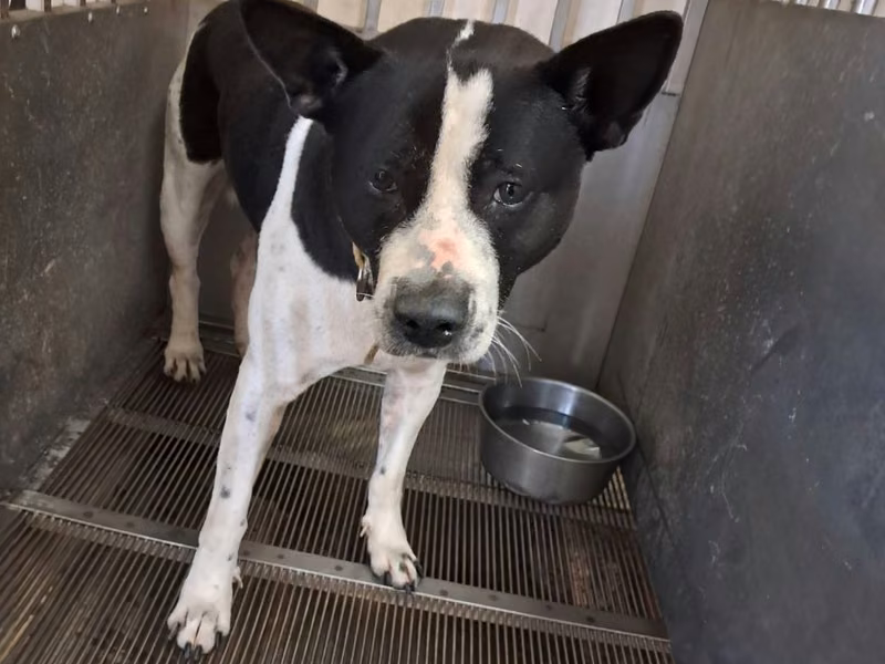 Black-and-white adult male mixed-breed dog, Medium, shelter no. …4002