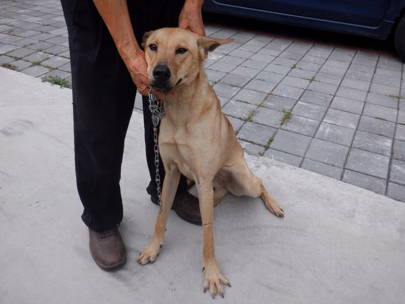Tan adult female mixed-breed dog, Large, shelter no. …8850