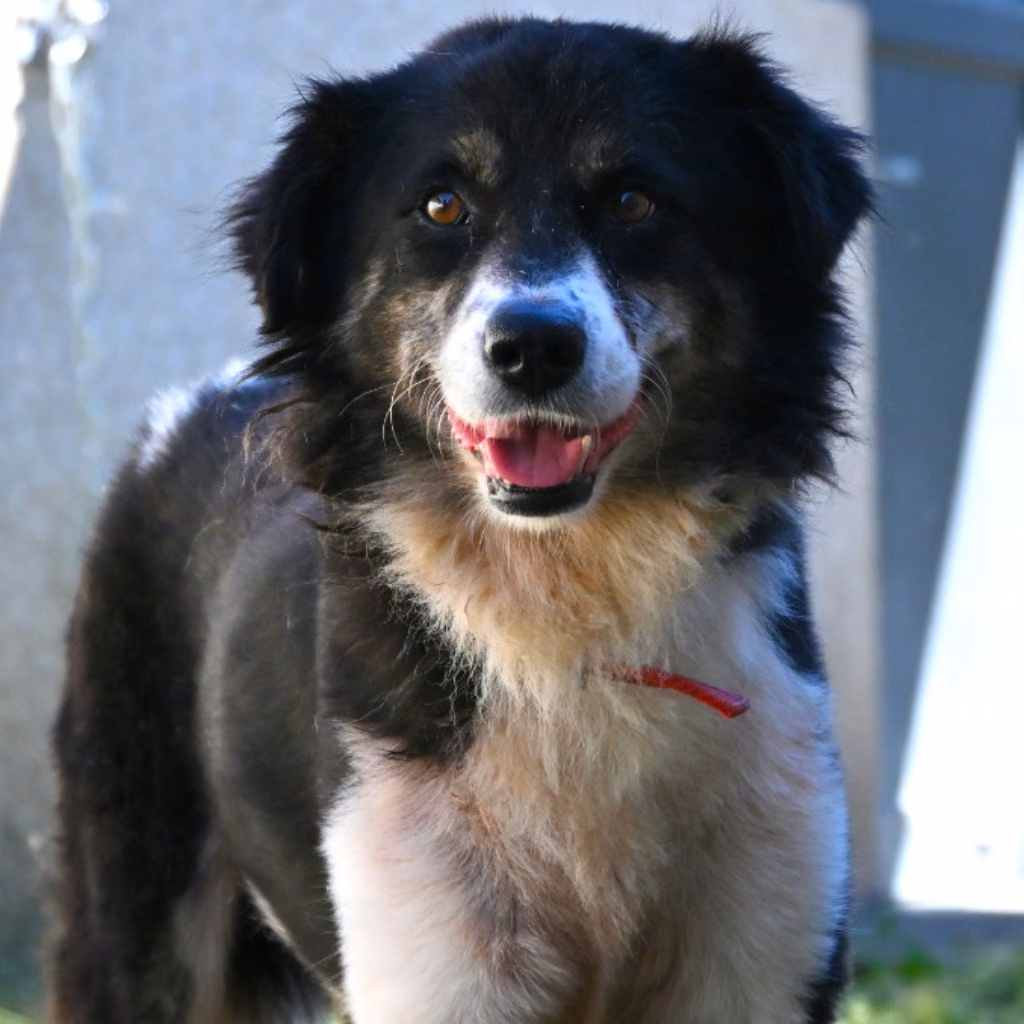 Calico adult male mixed-breed dog, Medium, shelter no. …0008