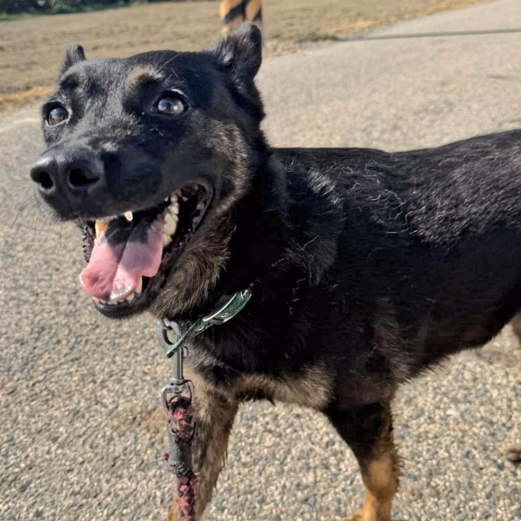 Black-and-tan adult female mixed-breed dog, Medium, shelter no. …6-20