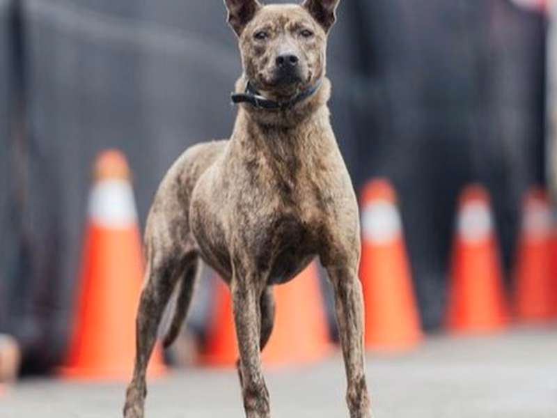 Tabby adult female mixed-breed dog, Medium, shelter no. …2602