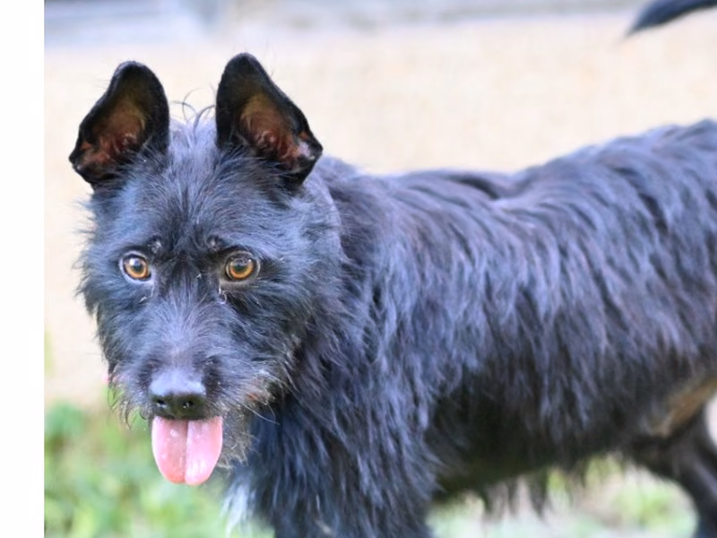 Black adult male mixed-breed dog, Medium, shelter no. …0001
