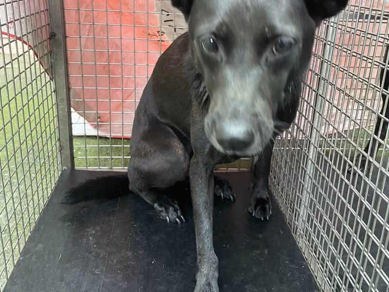 Black adult female mixed-breed dog, Medium, shelter no. …8001