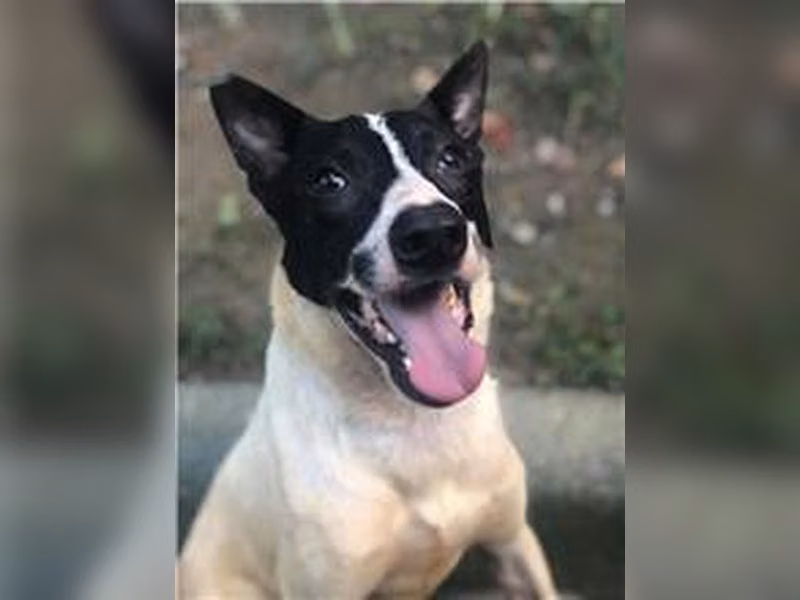 Black-and-white young male mixed-breed dog, Small, shelter no. …1106