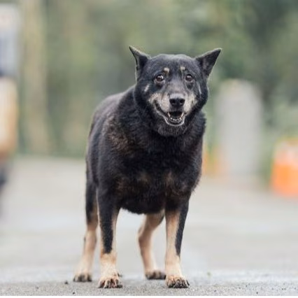 Black-and-tan adult female mixed-breed dog, Medium, shelter no. …2806