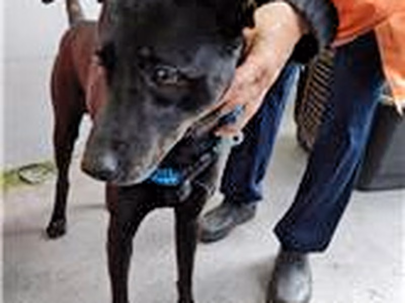 Black adult male mixed-breed dog, Medium, shelter no. …4004
