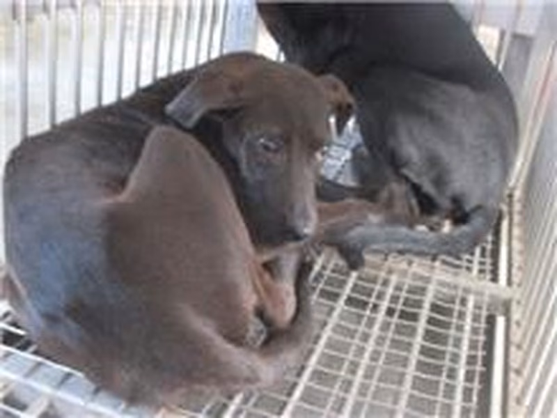 Black adult female mixed-breed dog, Medium, shelter no. …3003
