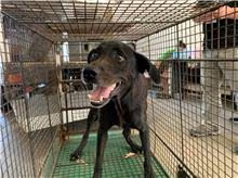 Black adult female mixed-breed dog, Medium, shelter no. …0006