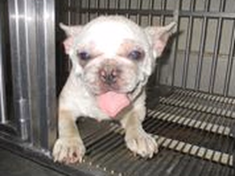 White adult male French Bulldog, Small, shelter no. …9004