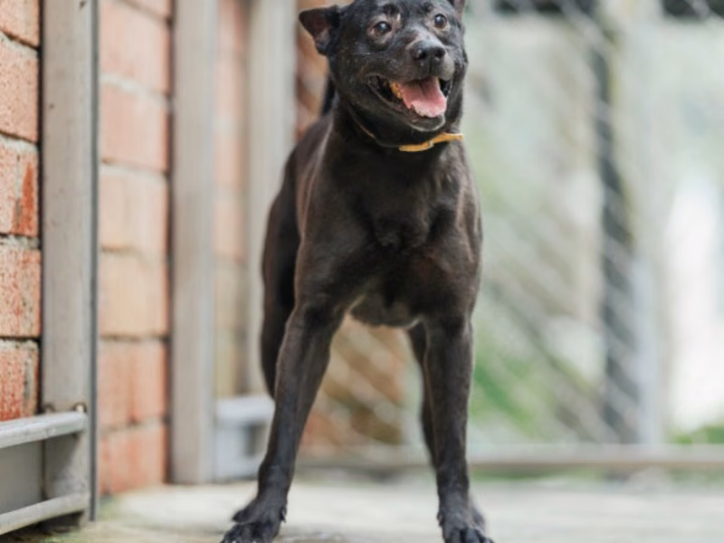 Black adult male mixed-breed dog, Medium, shelter no. …3002