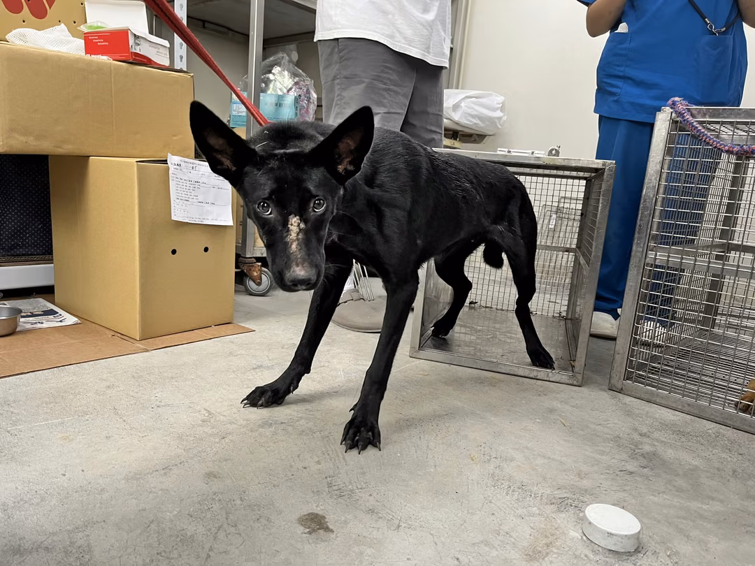 Black adult female mixed-breed dog, Medium, shelter no. …1802