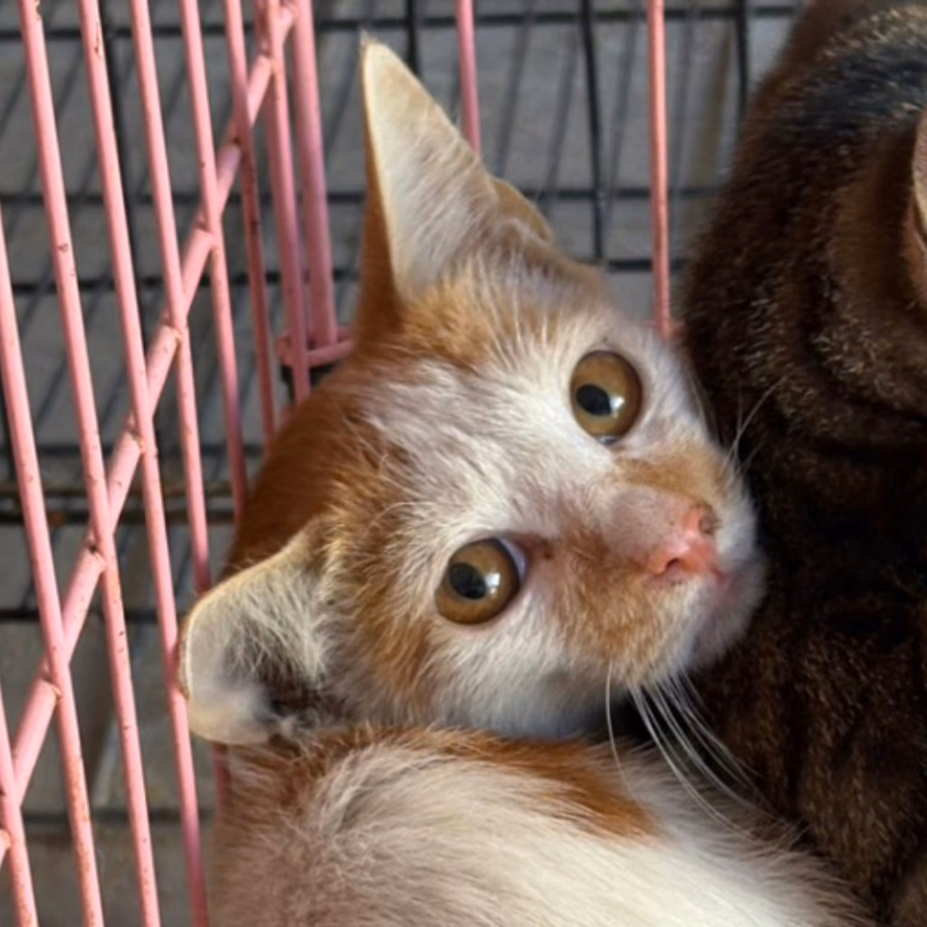 Orange-and-white adult female mixed-breed cat, Small, shelter no. …0004