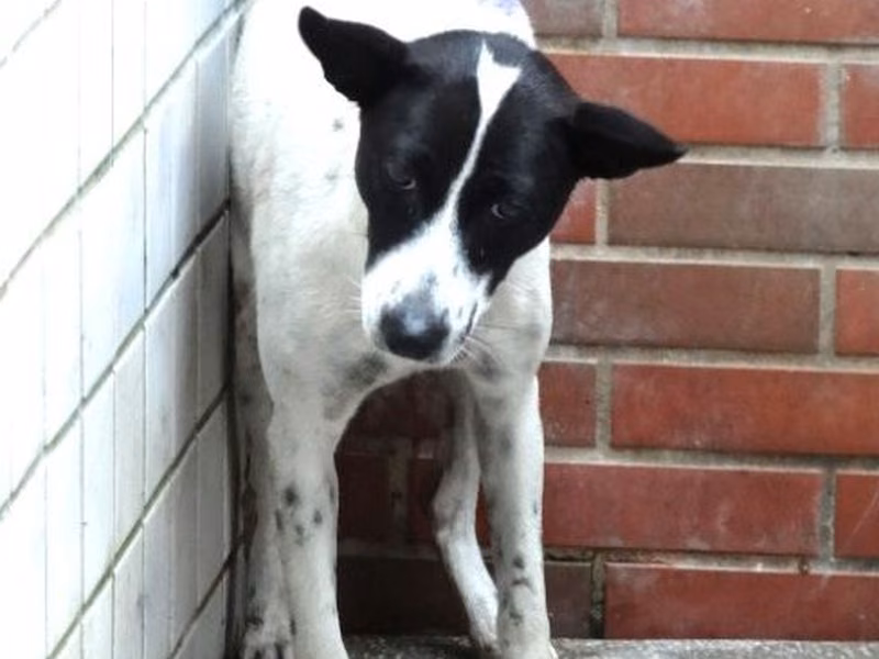 Black-and-white young female mixed-breed dog, Medium, shelter no. …1379