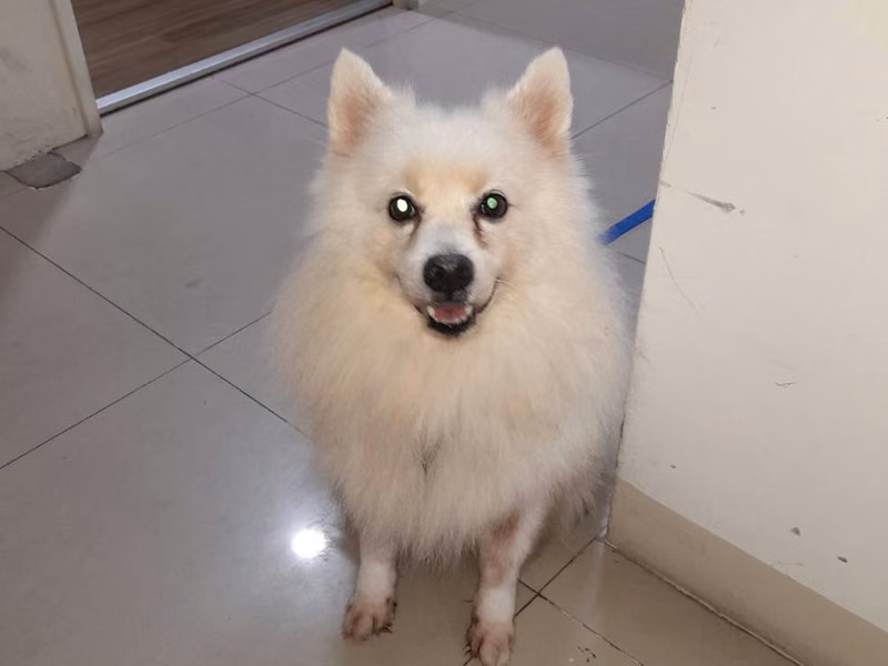 White adult male Japanese Spitz, Medium, shelter no. …9001
