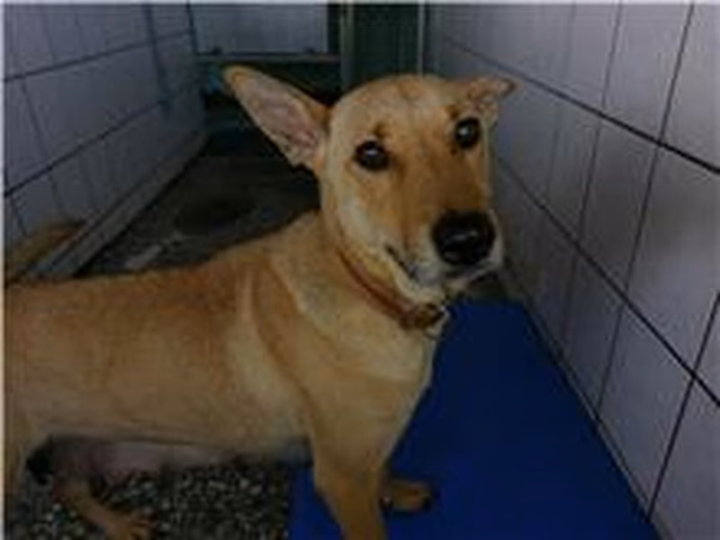 Tan adult female mixed-breed dog, Medium, shelter no. …4D02