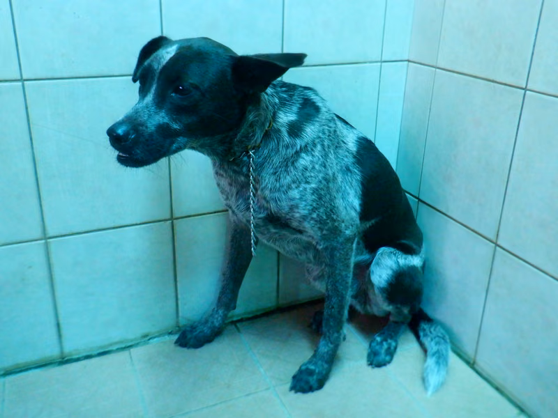 Black-and-white adult male mixed-breed dog, Medium, shelter no. …8891