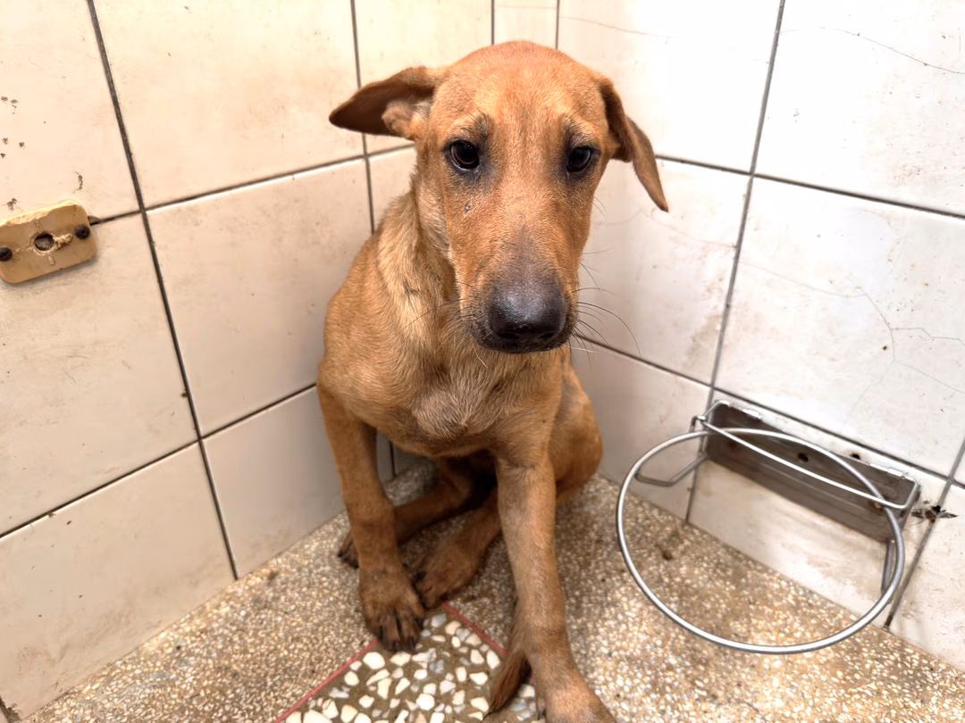 Tan adult female mixed-breed dog, Large, shelter no. …4A25