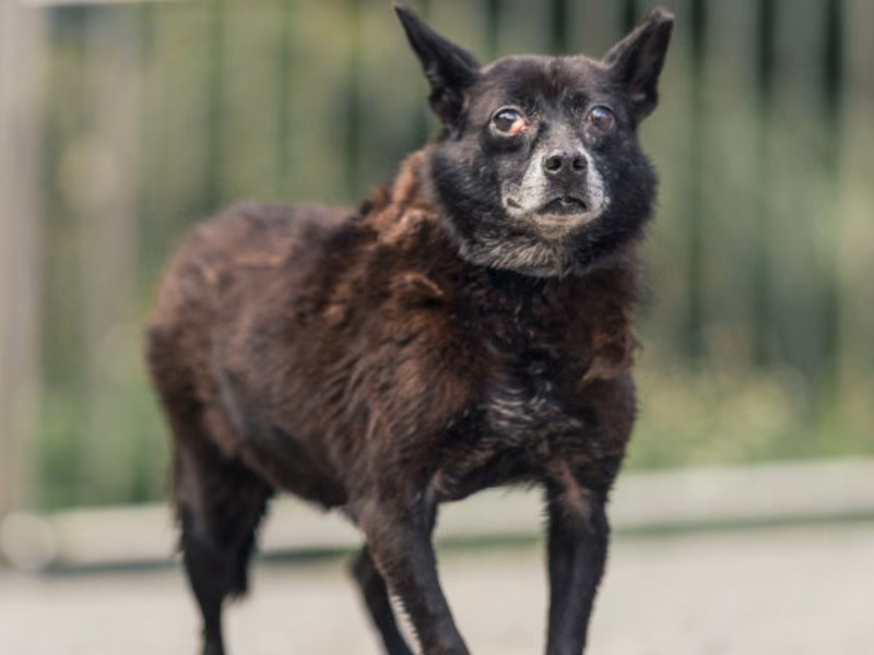 Black adult female mixed-breed dog, Medium, shelter no. …2710