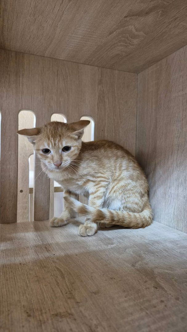 Orange tabby young female mixed-breed cat, Small, shelter no. …8005