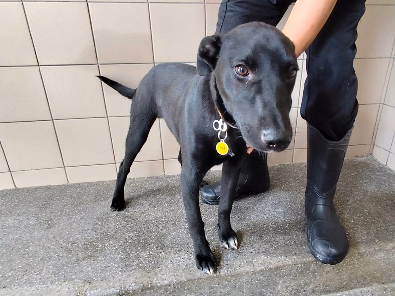 Black adult male mixed-breed dog, Large, shelter no. …1311