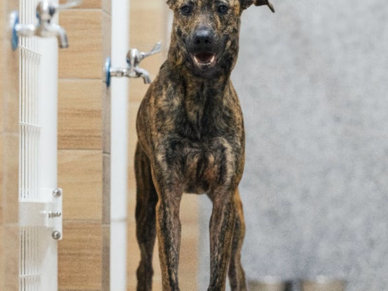 Tabby adult female mixed-breed dog, Large, shelter no. …6003