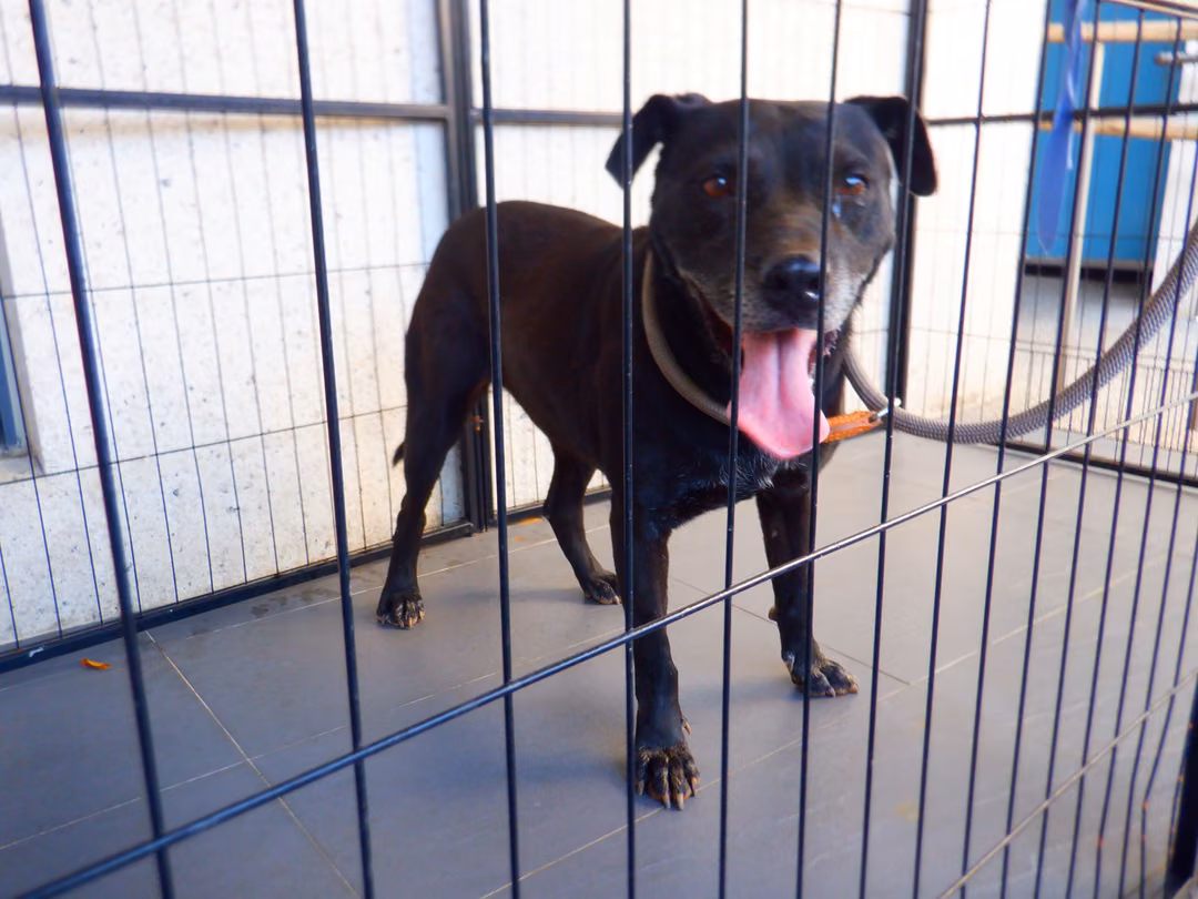 Black adult female mixed-breed dog, Medium, shelter no. …0857