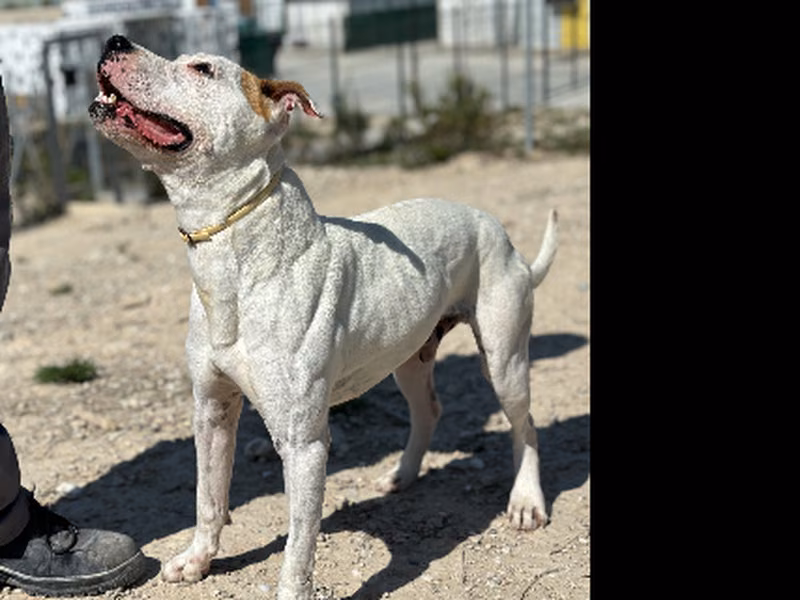 Nevazo, Adult · Male · Medium · American Staffordshire Terrier