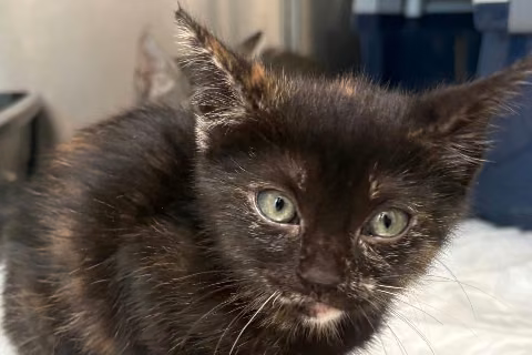 Gatali Portman, Baby · Female · European Shorthair