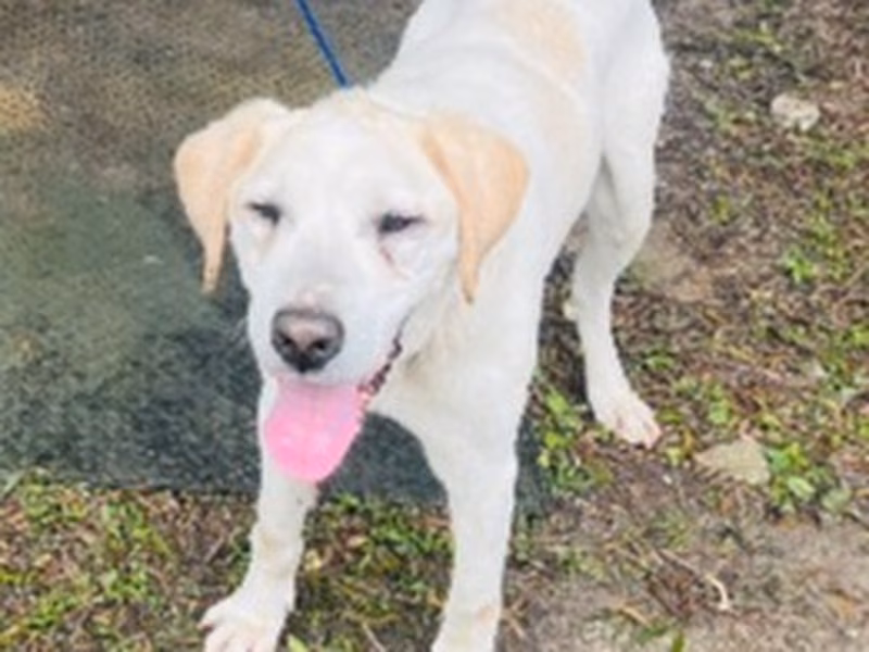 Cream adult male mixed-breed dog, Large, shelter no. …5003