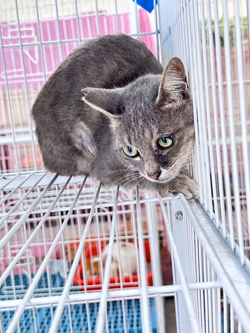 Gray adult female mixed-breed cat, Large, shelter no. …3001