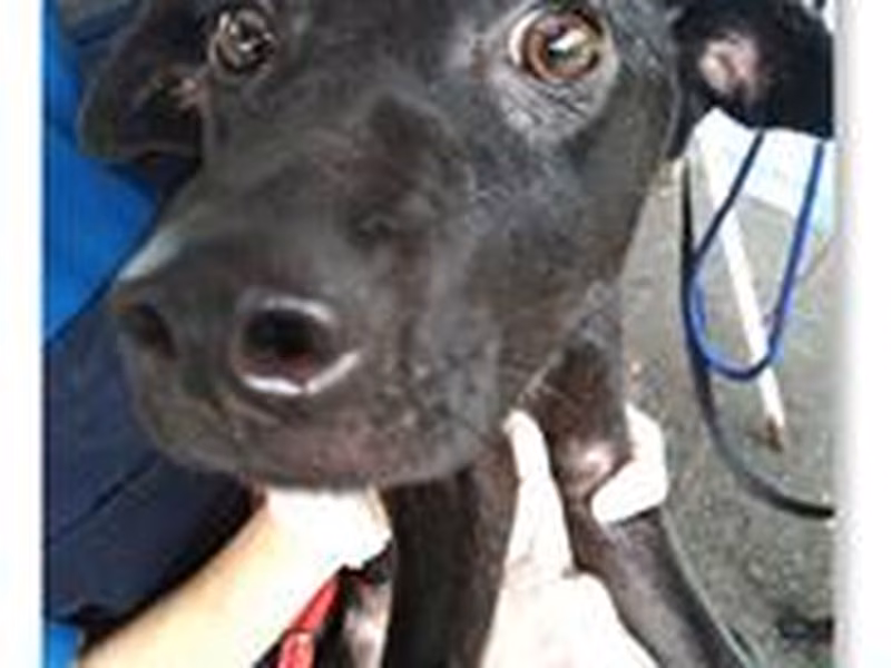 Black young female mixed-breed dog, Small, shelter no. …0703